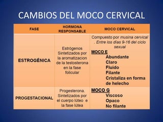CAMBIOS DEL MOCO CERVICAL
 