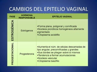CAMBIOS DEL EPITELIO VAGINAL
 