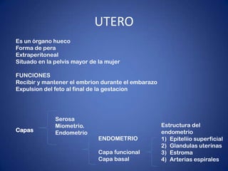 UTERO
Es un órgano hueco
Forma de pera
Extraperitoneal
Situado en la pelvis mayor de la mujer
FUNCIONES
Recibir y mantener el embrion durante el embarazo
Expulsion del feto al final de la gestacion
Capas
Serosa
Miometrio.
Endometrio
ENDOMETRIO
Capa funcional
Capa basal
Estructura del
endometrio
1) Epiteliio superficial
2) Glandulas uterinas
3) Estroma
4) Arterias espirales
 