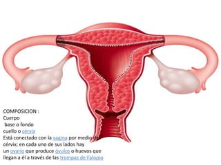 COMPOSICION :
Cuerpo
base o fondo
cuello o cérvix
Está conectado con la vagina por medio del
cérvix; en cada uno de sus lados hay
un ovario que produce óvulos o huevos que
llegan a él a través de las trompas de Falopio
 