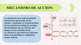 La vitamina E es el más importante
antioxidante liposoluble de las
células. Localizada en la parte lipídica
de las membrana biológicas protege
los fosfolípidos de las mismas del
ataque de los radicales libres.
La vitamina E secuestra los radicales
libres reduciéndolos a metabolitos
menos activos.
MECANISMO DE ACCION:
 