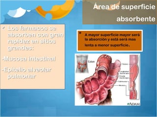 Área de superficie
                                           absorbente
  Los farmacos se
  absorben con gran   *   A mayor superficie mayor será
                          la absorción y está será mas
  rapidez en sitios
                          lenta a menor superficie.
  grandes:
-Mucosa intestinal
-Epitelio alveolar
  pulmonar
 