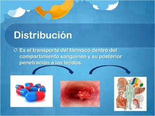 Distribución
 Es el transporte del fármaco dentro del
 compartimiento sanguíneo y su posterior
 penetración a los tejidos.
 