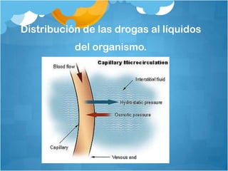 Distribución de las drogas al líquidos
           del organismo.
 
