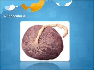 Placentaria
 