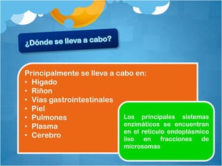 Principalmente se lleva a cabo en:
• Higado
• Riñon
• Vías gastrointestinales
• Piel
• Pulmones                  Los principales sistemas
• Plasma                    enzimáticos se encuentran
                            en el retículo endoplásmico
• Cerebro                   liso   en    fracciones  de
                             microsomas
 