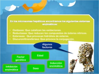 •   Oxidasas: Que catalizan las oxidaciones.
   •   Reductasas: Que reducen los compuestos de ésteres nítricos.
   •   Esterasas: Que provocan hidrólisis de esteres.
   •   Glucuroniltransferasa: Que provoca la conjugación.

                              Algunos
                              factores


                          Edad
          Factor
         genético
                                    Inducción
Inhibición                          enzimática
enzimática             Sexo
 