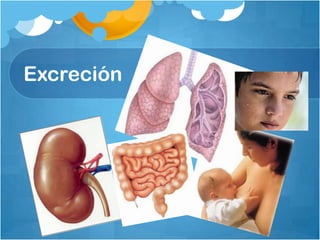 Excreción
 