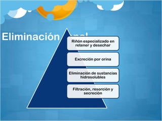 Eliminación renal
              Riñón especializado en
                retener y desechar


                Excreción por orina


             Eliminación de sustancias
                   hidrosolubles


               Filtración, resorción y
                      secreción
 