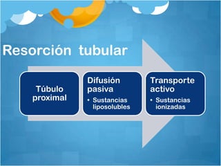 Resorción tubular
               Difusión         Transporte
     Túbulo    pasiva           activo
    proximal   • Sustancias     • Sustancias
                 liposolubles     ionizadas
 
