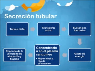Secreción tubular
                       Transporte    Sustancias
  Túbulo distal
                         activo       ionizadas




                  Concentració
Depende de la     n en el plasma
 velocidad de     sanguíneo          Gasto de
  absorción y                        energía
    fijación      • Mayor nivel p.
                    rápida
                    eliminación
 