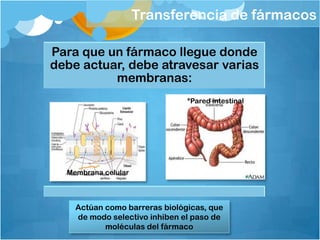 Transferencia de fármacos

Para que un fármaco llegue donde
debe actuar, debe atravesar varias
          membranas:
                               *Pared intestinal




  Membrana celular



    Actúan como barreras biológicas, que
    de modo selectivo inhiben el paso de
           moléculas del fármaco
 