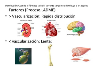 Distribución: Cuando el fármaco sale del torrente sanguíneo distribuye a los tejidos
  Factores (Proceso LADME)
• > Vascularización: Rápida distribución




• < vascularización: Lenta:
 