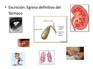 • Excreción: Egreso definitivo del
  fármaco
 