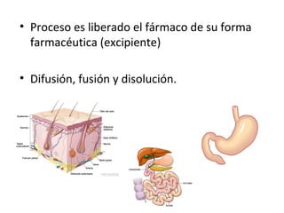 • Proceso es liberado el fármaco de su forma
  farmacéutica (excipiente)

• Difusión, fusión y disolución.
 