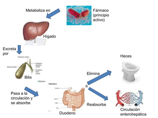 Metaboliza en                   Fármaco
                                            (principio
                                            activo)



                     Hígado


Excreta
por
                                                         Heces



                                        Elimina
            Bilis

                                        ó
    Pasa a la
    circulación y
    se absorbe                          Reabsorbe
                                                         Circulación
                              Duodeno                    enterohepática
 