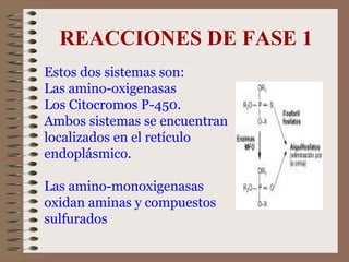 REACCIONES DE FASE 1 Estos dos sistemas son: Las amino-oxigenasas  Los Citocromos P-450.  Ambos sistemas se encuentran localizados en el retículo endoplásmico.  Las amino-monoxigenasas oxidan aminas y compuestos sulfurados 
