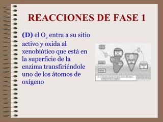 REACCIONES DE FASE 1 (D)  el O 2  entra a su sitio activo y oxida al xenobiótico que está en la superficie de la enzima transfiriéndole uno de los átomos de oxígeno 