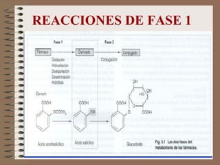 REACCIONES DE FASE 1 