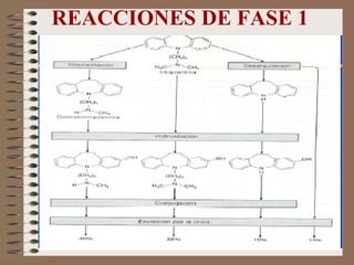REACCIONES DE FASE 1 