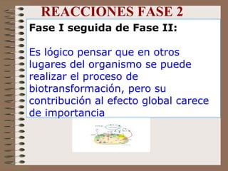 REACCIONES FASE 2 Fase I seguida de Fase II: Es lógico pensar que en otros lugares del organismo se puede realizar el proceso de biotransformación, pero su contribución al efecto global carece de importancia 