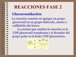 REACCIONES FASE 2 Glucuronidación   La reacción consiste en agregar un grupo glucuronil en un grupo hidroxilo, amino o sulfhidrilo del tóxico.  La enzima que cataliza la reacción es la UDP glucuronil transferasa y el donador del grupo polar es el ácido UDP glucurónico.  