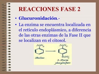 REACCIONES FASE 2 Glucuronidación .-  La enzima se encuentra localizada en el retículo endoplásmico, a diferencia de las otras enzimas de la Fase II que se localizan en el citosol.  