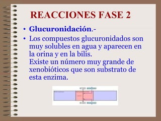 REACCIONES FASE 2 Glucuronidación .-  Los compuestos glucuronidados son muy solubles en agua y aparecen en la orina y en la bilis.  Existe un número muy grande de xenobióticos que son substrato de esta enzima. 