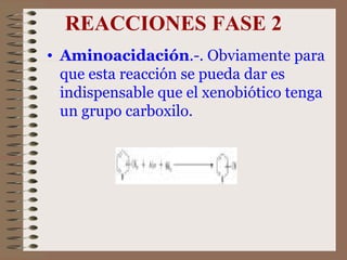 REACCIONES FASE 2 Aminoacidación .-. Obviamente para que esta reacción se pueda dar es indispensable que el xenobiótico tenga un grupo carboxilo.  
