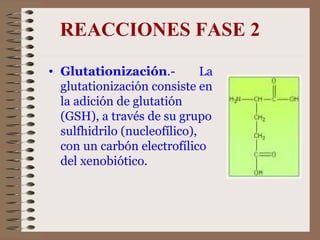REACCIONES FASE 2 Glutationización .-  La glutationización consiste en la adición de glutatión (GSH), a través de su grupo sulfhidrilo (nucleofílico), con un carbón electrofílico del xenobiótico.  