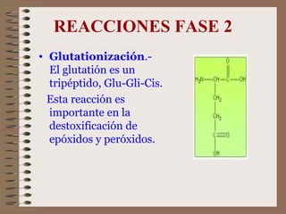 REACCIONES FASE 2 Glutationización .-  El glutatión es un tripéptido, Glu-Gli-Cis.  Esta reacción es importante en la destoxificación de epóxidos y peróxidos.  