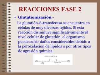 REACCIONES FASE 2 Glutationización .-  La glutatión-S-transferasa se encuentra en células de muy diversos tejidos. Si esta reacción disminuye significativamente el nivel celular de glutatión, el organismo puede sufrir daños considerables debido a la peroxidación de lípidos o por otros tipos de agresión química 