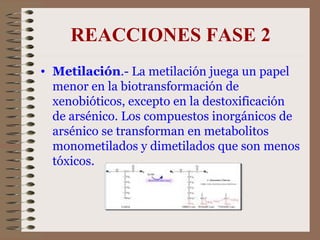 REACCIONES FASE 2 Metilación .- La metilación juega un papel menor en la biotransformación de xenobióticos, excepto en la destoxificación de arsénico. Los compuestos inorgánicos de arsénico se transforman en metabolitos monometilados y dimetilados que son menos tóxicos.   
