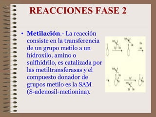 REACCIONES FASE 2 Metilación .- La reacción consiste en la transferencia de un grupo metilo a un hidroxilo, amino o sulfhidrilo, es catalizada por las metiltransferasas y el compuesto donador de grupos metilo es la SAM  (S-adenosil-metionina ).  