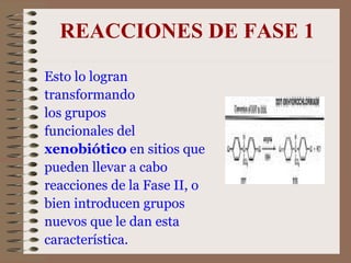 REACCIONES DE FASE 1 Esto lo logran  transformando  los grupos  funcionales del  xenobiótico  en sitios que  pueden llevar a cabo  reacciones de la Fase II, o  bien introducen grupos  nuevos que le dan esta  característica.  