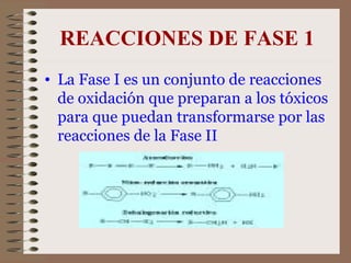 REACCIONES DE FASE 1 La Fase I es un conjunto de reacciones de oxidación que preparan a los tóxicos para que puedan transformarse por las reacciones de la Fase II  