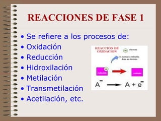REACCIONES DE FASE 1 Se refiere a los procesos de: Oxidación Reducción Hidroxilación Metilación Transmetilación   Acetilación, etc.  