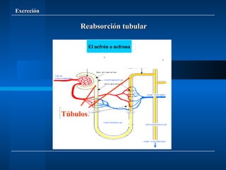 Excreción El nefrón o nefrona Túbulos Reabsorción tubular 