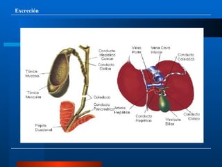 Excreción 