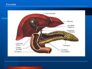 Excreción 