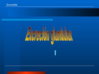 Excreción || Excreción glandular 