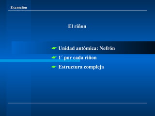 Excreción El riñon    Unidad antómica: Nefrón    1´ por cada riñon    Estructura compleja  