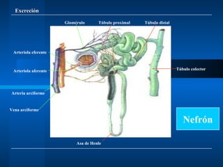 Excreción Vena arciforme Arteria arciforme Arteriola eferente Arteriola aferente Glomérulo Túbulo proximal Túbulo distal Asa de Henle Túbulo colector Nefrón 