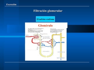 Excreción El nefrón o nefrona Glomérulo Filtración glomerular 