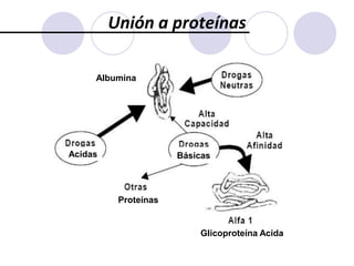 De la dosis administrada de una droga en una superficie en contacto con el exterior, una cierta cantidad puede ser inactivada antes de la absorción. Se habla de inactivación local. La droga que llega a la circulación general se denomina droga biodisponible.Distribución. DefiniciónLa distribución de los fármacos permite su acceso a los órganos en los que debe actuar, los órganos que los van a eliminar y además, condiciona las concentraciones que alcanzan en cada tejido. La distribución está en el centro de todos los procesos farmacocinéticos. A la droga disuelta en el agua del plasma se la denomina droga libre a diferencia de la droga unida a proteínas o células sanguíneas. La droga libre en plasma pasa a líquido intersticial y luego, pasa o no a las células, pudiendo acumularse en algunas de ellas. El pasaje al líquido intersticial se efectúa, en general, a través de poros, pero en algunos tejidos existen barreras de características especiales (por ejemplo: sistema nervioso central, placenta, testículos). 
