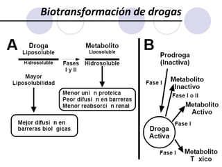Un fármaco acumulado en un tejido particular puede generar un deposito o reservorio que prolonga su acción en ese tejido o un sitio distante cuando es llevado a través de la circulación.Redistribución     Suponiendo que se administra un fármaco muy liposoluble por vía intravenosa a un individuo en reposo, la droga, en primer lugar, se diluirá en la sangre e irá distribuyéndose, pero no llega rápidamente a un estado estacionario porque     - inicialmente, alcanza mayores niveles en los órganos con mayor flujo sanguíneo absoluto (por ejemplo: cerebro, riñón, pulmón) que en los de menor flujo (por ejemplo: celular subcutáneo).      - a medida que pasa el tiempo, tenderá a aproximarse a un estado estacionario pasando desde los tejidos mencionados al plasma y, del plasma, a otros tejidos. A este proceso se lo llama Redistribución. La redistribución de una droga puede significar el fin de su efecto terapéutico (por ejemplo: Tiopental). El concepto de redistribución es aplicable, también, a drogas administradas por vía bucal (por ejemplo: benzodiazepinas.