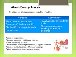 Absorción en pulmones
• Se utilizan con fármacos gaseosos y volátiles inhalables.
Ventajas Desventajas
Absorción casi instantánea
Gran superficie de absorción
Eliminación de las pérdidas de
primer paso
Poca habilidad de regular la
dosis
Riesgo de reacciones
locales y sistémicas
alérgenas
Absorción en pulmones
Fármacos gaseosos y volátiles no irritantes
Epitelio pulmonar y mucosas
Gran superficie pulmonar (de absorción) = rápida absorción
Absorción casi instantánea del fármaco en sangre
Evita el metabolismo de primer paso hepático
 