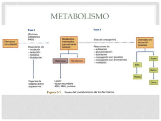 METABOLISMO
 
