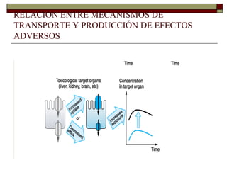 RELACIÓN ENTRE MECANISMOS DE
TRANSPORTE Y PRODUCCIÓN DE EFECTOS
ADVERSOS
 
