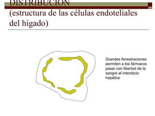 DISTRIBUCIÓN
(estructura de las células endoteliales
del hígado)



                             Grandes fenestraciones
                             permiten a los fármacos
                             pasar con libertad de la
                             sangre al intersticio
                             hepático
 